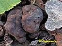 Tuber macrosporum